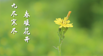 【九九养生】三月四日“九九日”，寒冬已过。春天养好身，全年不怕病！