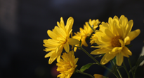 【养生知识】入秋菊花药膳，美味营养、养生保健！